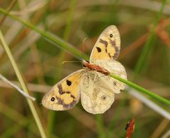 Heteronympha cordace