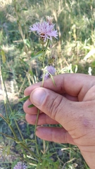 Centaurea pseudomaculosa