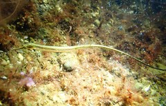 Syngnathus rostellatus