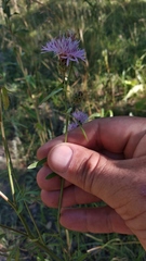 Centaurea pseudomaculosa