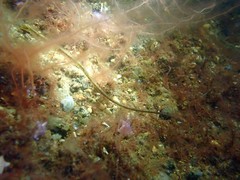 Syngnathus rostellatus