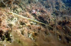 Syngnathus rostellatus