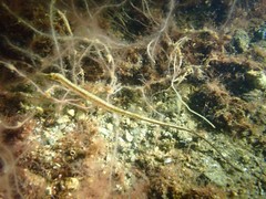 Syngnathus rostellatus