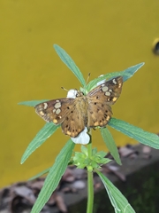 Coladenia indrani