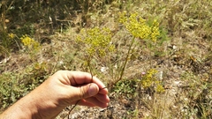 Peucedanum ruthenicum