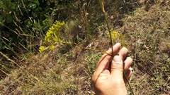 Peucedanum ruthenicum