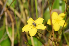 Ornduffia reniformis