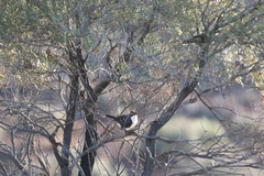 Pomatostomus ruficeps
