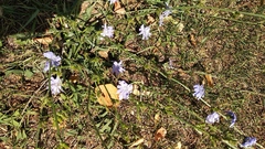 Cichorium intybus