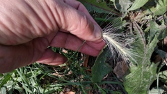 Hordeum jubatum