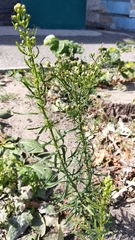 Erigeron canadensis