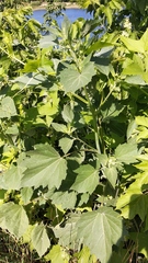 Cyclachaena xanthiifolia