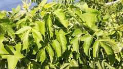 Acer negundo