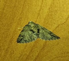 Polyclysta hypogrammata