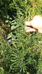 Cannabis sativa