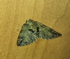 Polyclysta hypogrammata