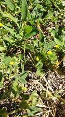 Medicago lupulina