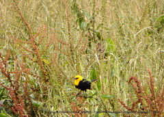 Chrysomus icterocephalus bogotensis