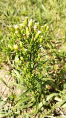 Erigeron canadensis