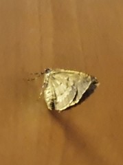 Polyclysta hypogrammata