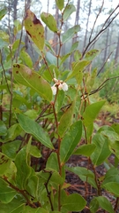 Lyonia mariana