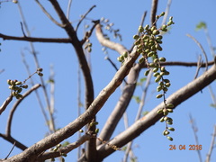 Lannea coromandelica