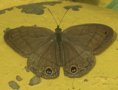 Cissia