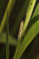 Platytes alpinella