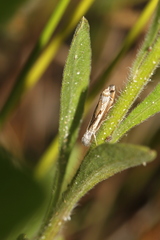 Platytes alpinella