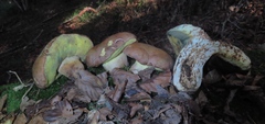 Butyriboletus appendiculatus