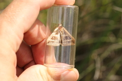 Grammodes bifasciata