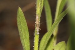 Platytes alpinella