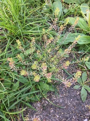 Lepidium apetalum
