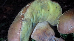 Butyriboletus appendiculatus