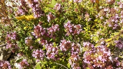 Thymus dubjanskyi