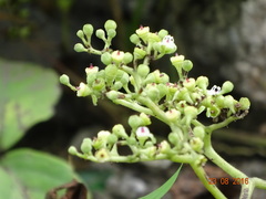 Causonis trifolia