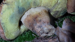 Butyriboletus appendiculatus