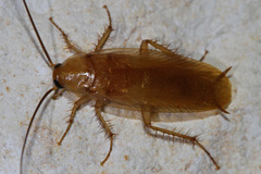 Parcoblatta virginica