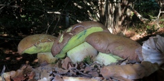 Butyriboletus appendiculatus