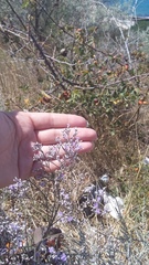 Limonium platyphyllum