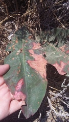 Limonium platyphyllum