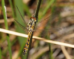Austrothemis nigrescens