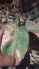 Limonium platyphyllum