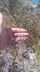 Limonium platyphyllum