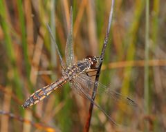 Austrothemis nigrescens