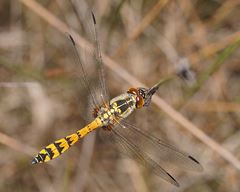 Austrothemis nigrescens