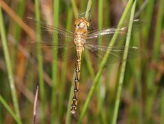 Procordulia jacksoniensis