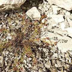 Asperula tephrocarpa
