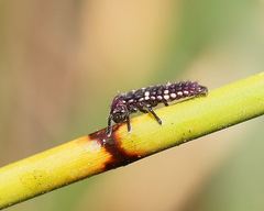 Micraspis flavovittata