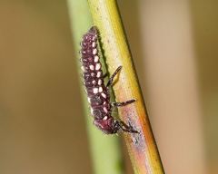 Micraspis flavovittata